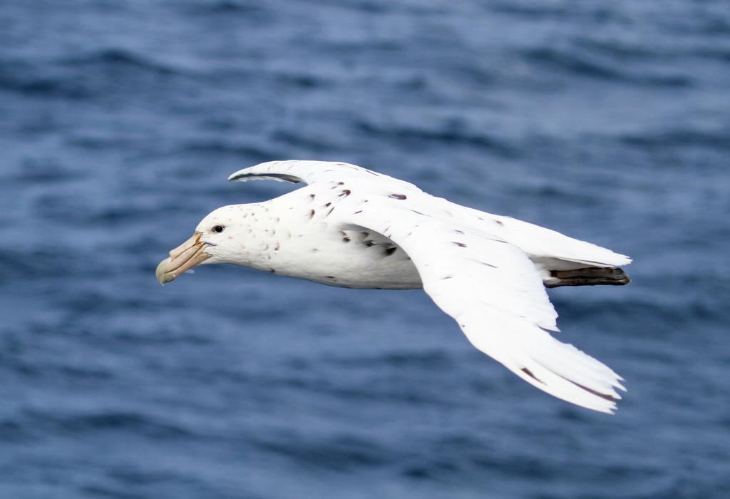 The White Morph - Heritage Collection Kaikoura Buitenkant foto